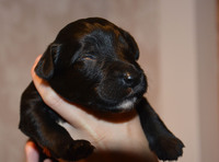 Lila tik 10 dagar